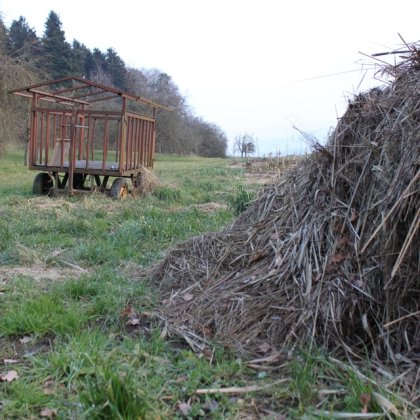 Foto 7 zu «Porträt SlowGrow (Matthias Hollenstein, Mönchaltdorf ZH)»
