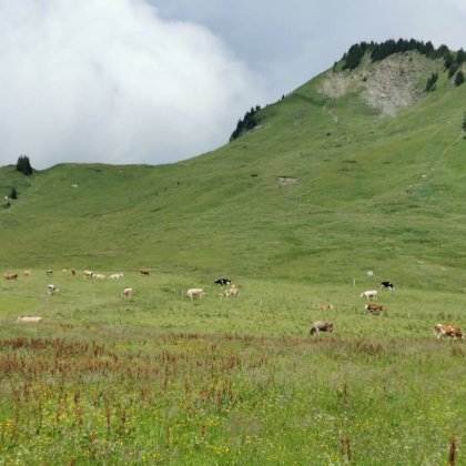 Kühe